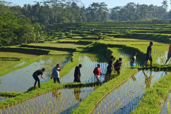 Indonesie | Bali | Wandelen in de natuur van Ubud | 1 dag