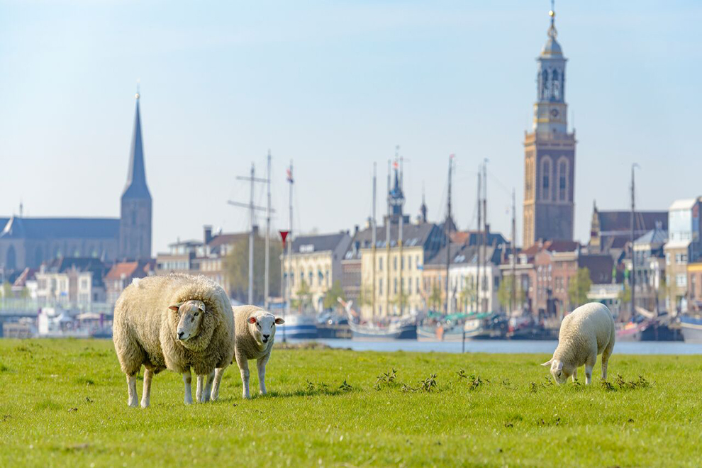 Nederland | Fietscruise langs Hanzesteden | 7 dagen