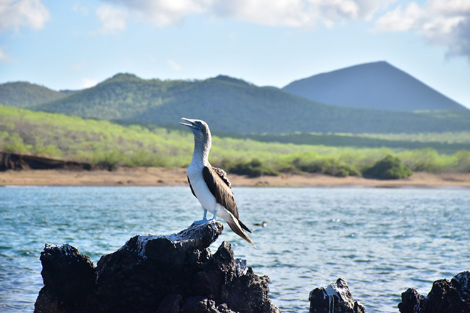 Galapagos | Compleet op Avontuur | 7 dagen