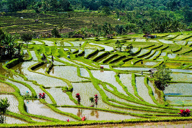 Indonesië | Betoverend Indonesie Bali Lombok Gili Trawangan | 15 dagen