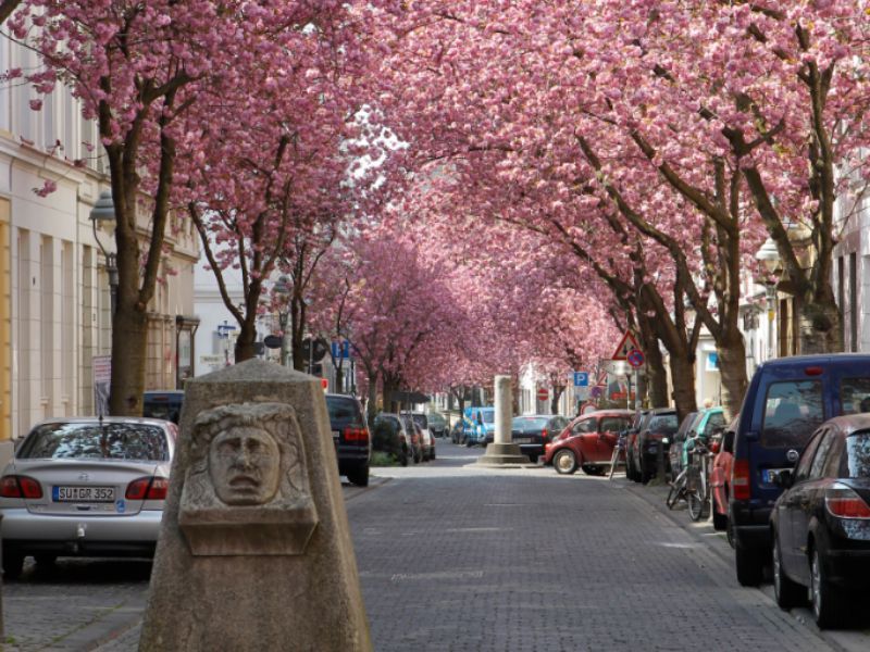 Duitsland | Bonn | Fietsen door geboortestad van Beethoven | 3 uur