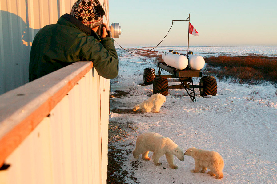 Canada | IJsberen bij Churchill met verblijf in een Tundra Lodge | 6 dagen