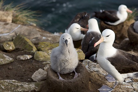 Falkland Eilanden | Eilandhoppen op de Falklandeilanden | 15 dagen