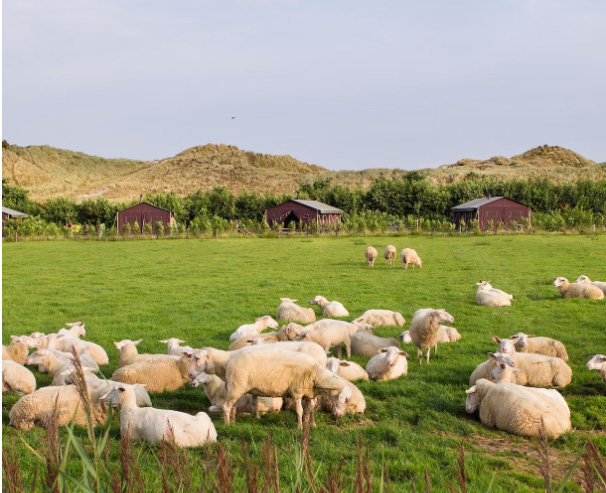 Nederland | Terschelling | Tenthuisje op Boerderij De Zeekraal | 4 dagen