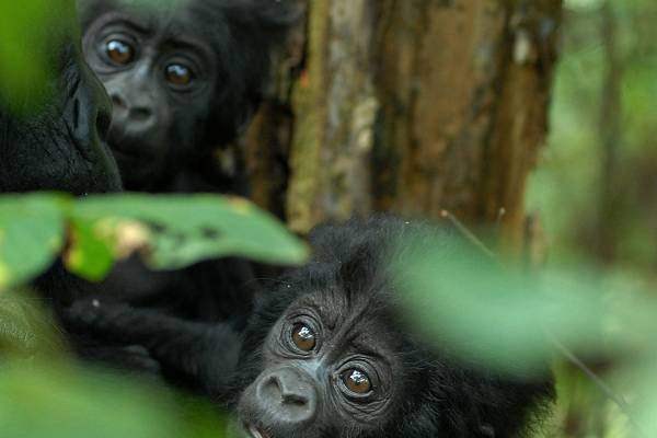 Oeganda | Zuidelijk Wandelavontuur Nkuringo Walking Safari's | 9 dagen