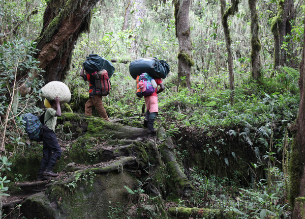 Tanzania | Kilimanjaro | Lemosho Route | 7 dagen