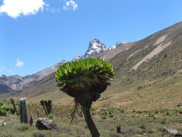 Kenia | Mount Kenia | Burguret Sirimon Chogoria Route | 4 dagen