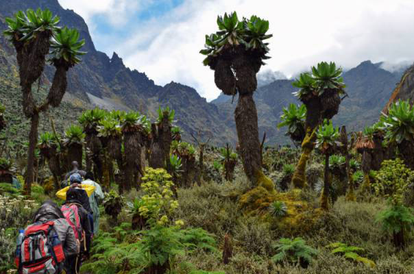 Oeganda | Centrale Circuit Rwenzori Bergtrekking | 8 dagen