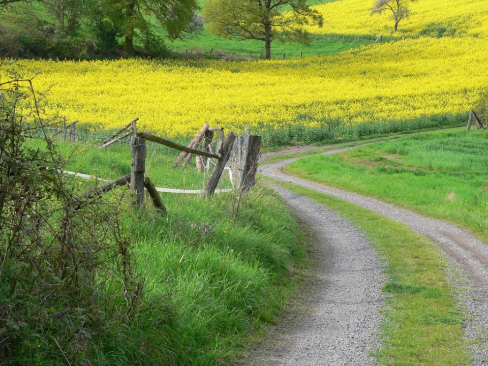 Duitsland | Eifel | Individuele Wandeltrektocht | 8 dagen