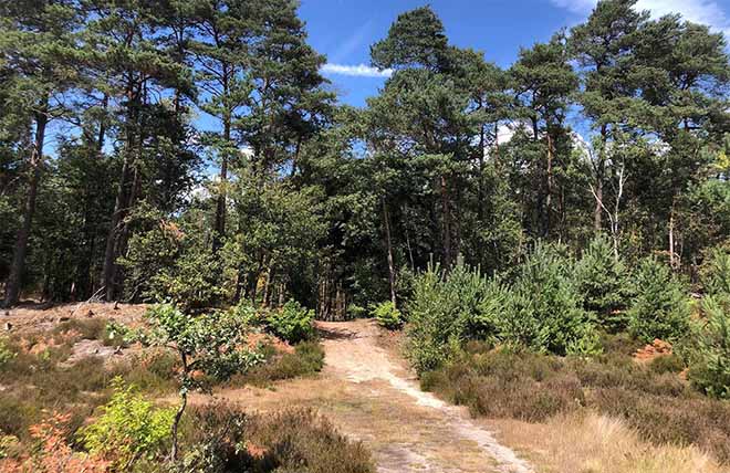 Nederland | Individuele wandelvakantie Veluwe | 5 dagen