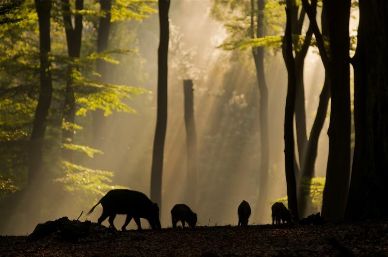 Nederland | Veluwe | Individuele Fietsvakantie | 7 dagen