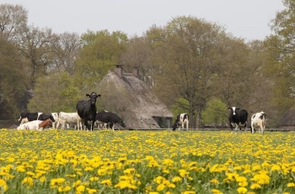 Nederland | Drenthe | Eigen Vervoer Fietsvakantie | Witteveen | 4 dagen