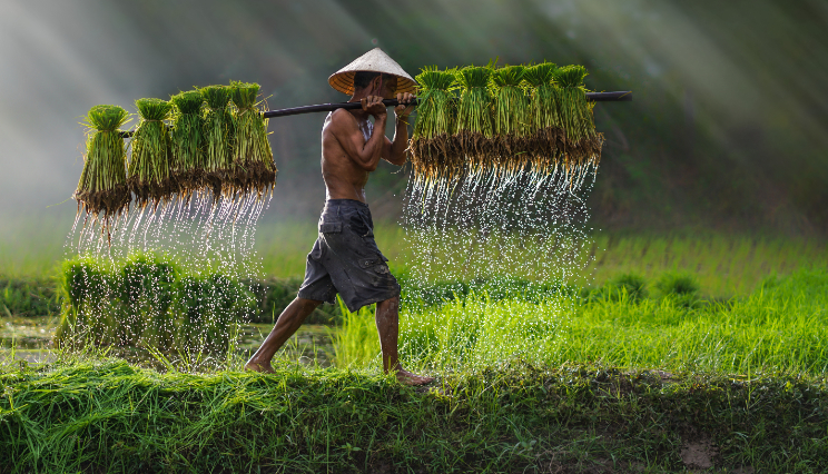 Vietnam | Cambodja | Thailand | Familiereis Avontuur Aziatische ervaringen | 22 dagen