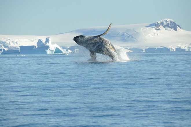 Antarctica | Basecamp | De beste Actieve reis in Antarctica | 13 dagen