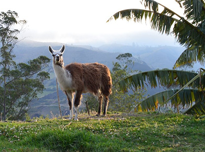 Ecuador | Galapagos eilanden | Zuid Amerika in zakformaat | 22 dagen