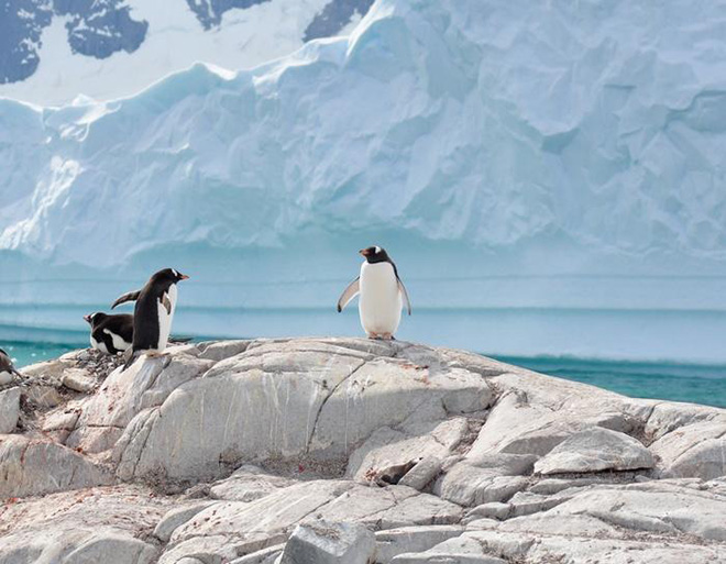 Antarctica, Falklands S. Georgia Koningspinguïns zover het oog reikt