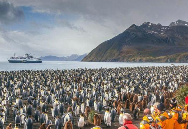 Antarctica | S. Georgia en de Poolcirkel Koningspinguïns en de Poolcirkel | 27 dagen