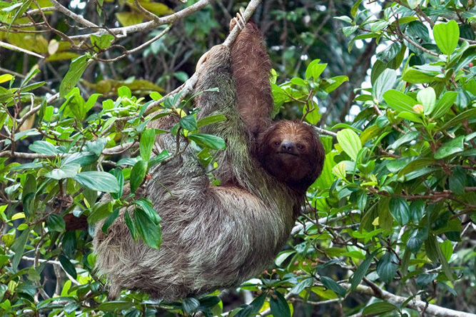 Costa Rica | Rondreis Ongerept regenwoud en tropische stranden | 23 dagen