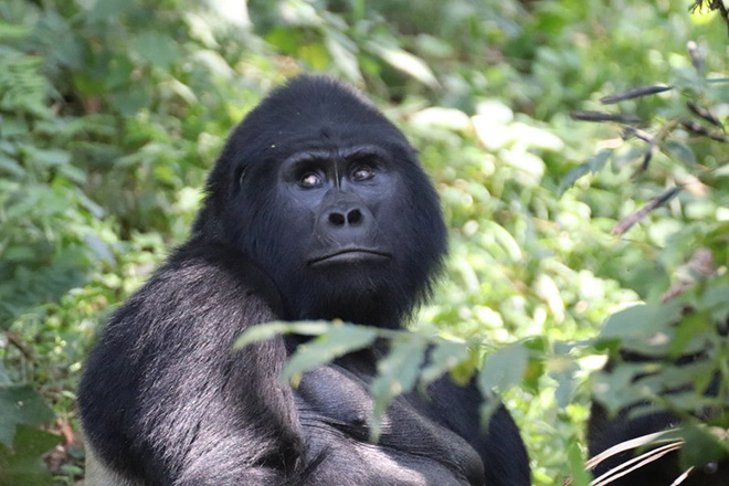 Uganda | Groepsrondreis Oeganda | 21 dagen