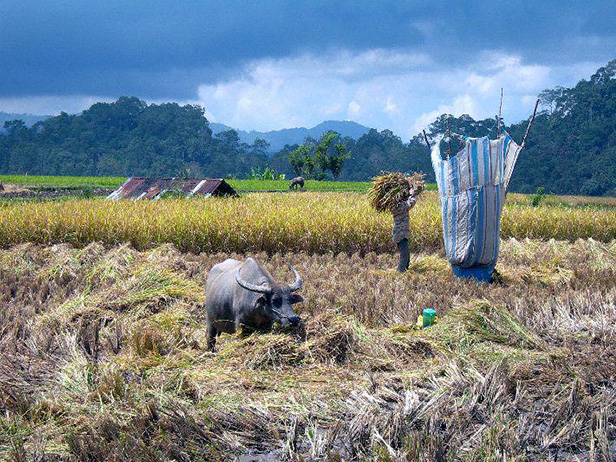 Indonesie | Sumatra | Java | Bali | Langs vulkanen en rijstvelden | 30 dagen