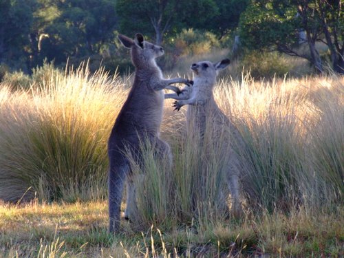 Australië | Cities and Mountains | Individuele Rondreis | 10 dagen