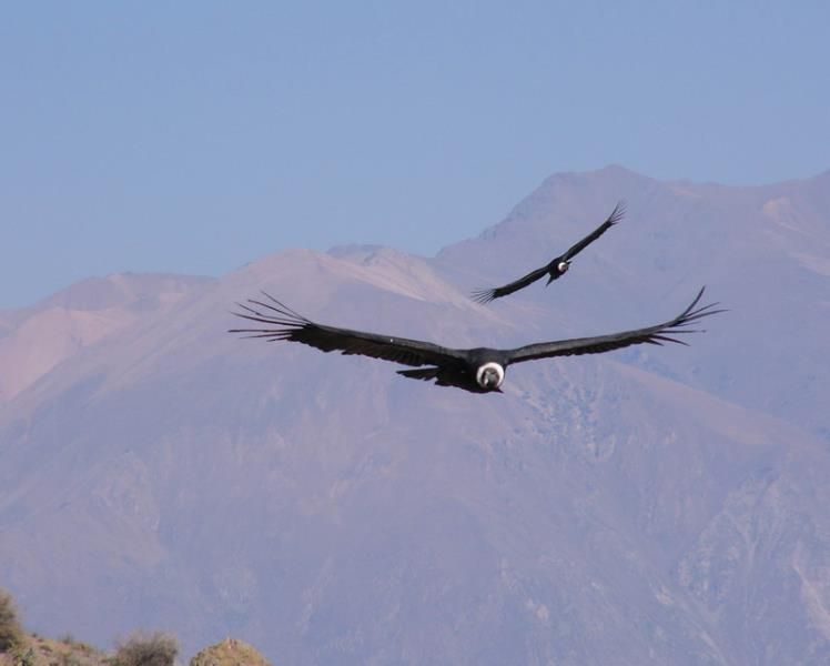 Peru | Zuid Andes | Canyons, condors en koloniale steden | 14 dagen