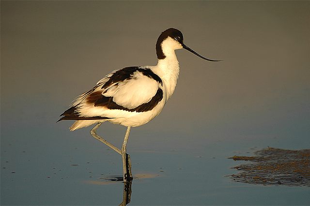 Nederland | Vogelreizen | Texel | 4 dagen