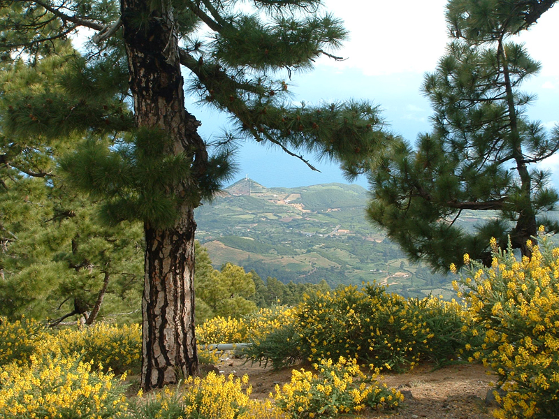 Spanje | Individuele Wandelreis | La Palma | 8 dagen