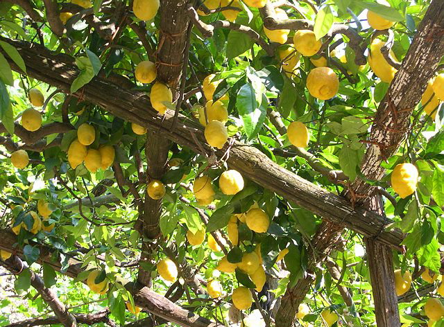 Italië | Amalfi | Individuele Wandelreis | 4 dagen