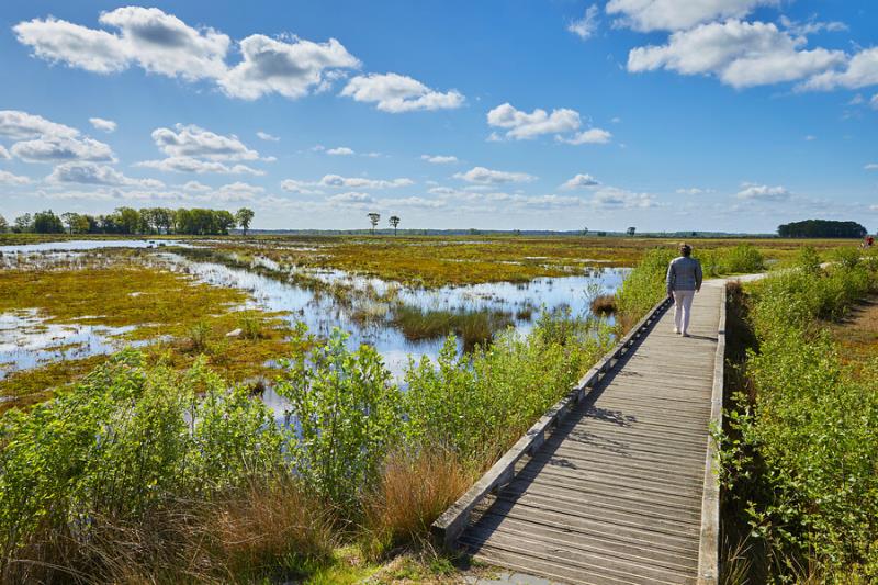 Nederland | Drents Friese Wold en Dwingelder Veld Nationaal Park | 5 dagen