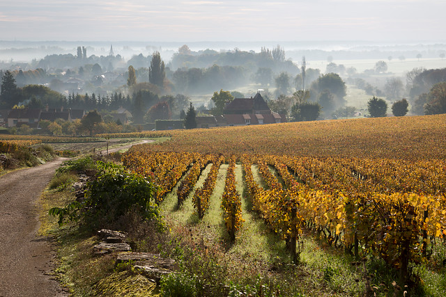 Frankrijk | Bourgogne | Wijnwandelen langs de Côte d’Or | 7 dagen