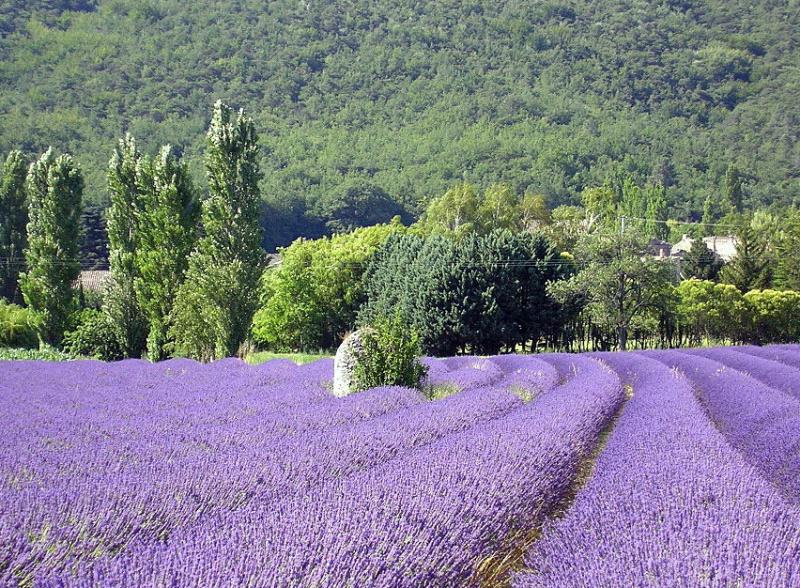 Frankrijk | Provence | Wandelvakantie Cigales en lavendel | 4 dagen