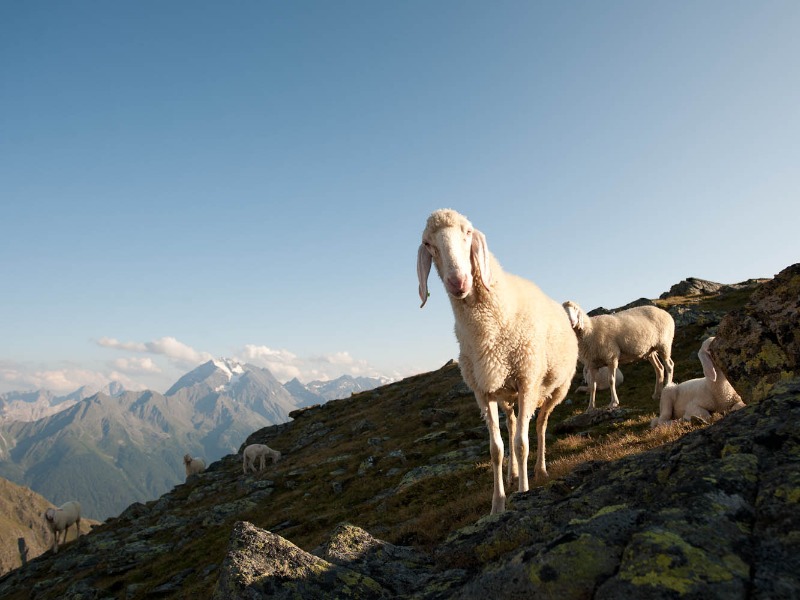 Oostenrijk | Stubaital | 8 dagen