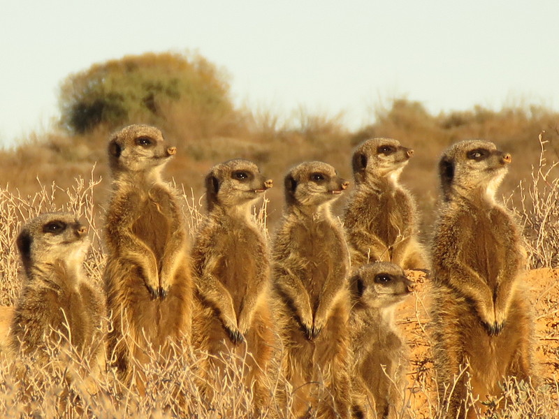 Zuid Afrika | Wandelreis Kaapstad en de Tuinroute te voet | 16 dagen