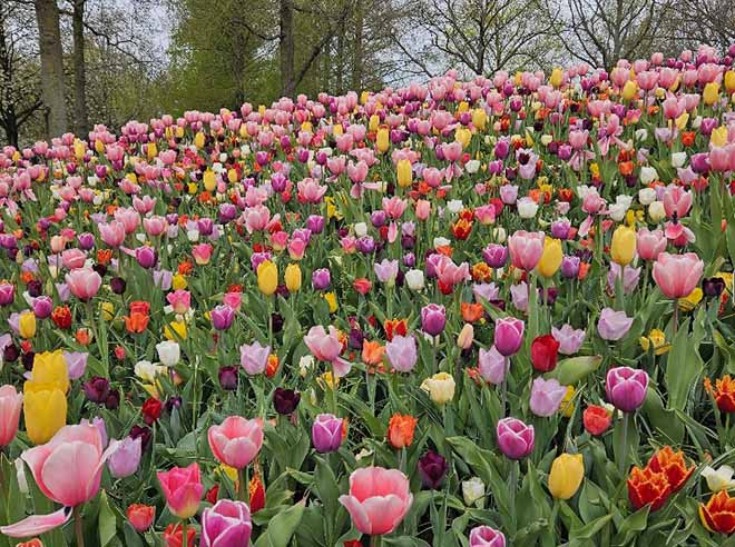 Nederland | Fiets vaarvakantie Tulpen Holland | 8 Dagen Door Bloeiend Nederland | 8 dagen