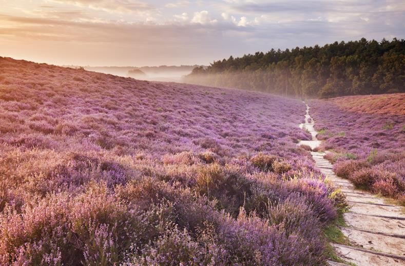 Nederland | Single Wandelweekend op de Veluwe | 3 dagen