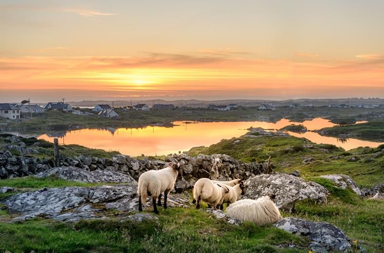 Ierland | Groepsrondreizen Ierland Hello Ireland | 8 dagen