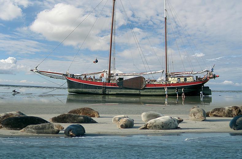 Nederland | Groepsrondreis | Zeilen naar de Wadden | 3, 6 of 8 dagen